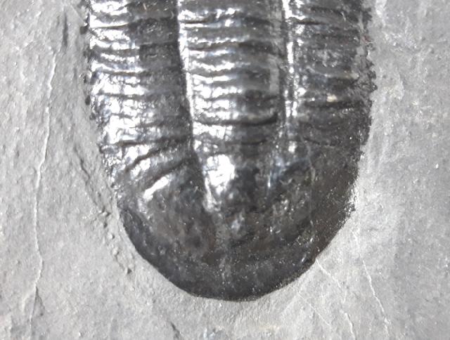 Paraszechuanella cf. changleensis (PENG 1990) - Bild &copy; FossNet FossilienStore